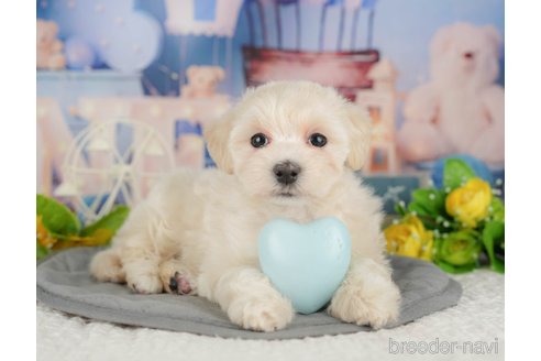 販売中の千葉県のミックス犬-391294の3枚目