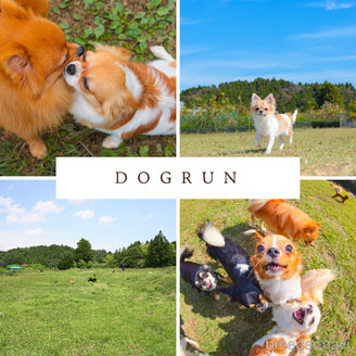 販売中の千葉県のミックス犬-391280の10枚目