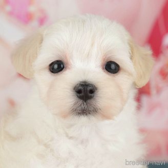 販売中の千葉県のミックス犬-391280の1枚目