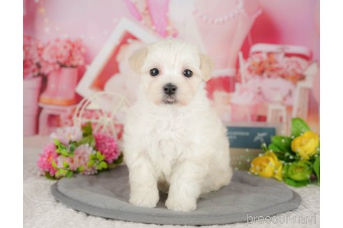 販売中の千葉県のミックス犬-391280の7枚目