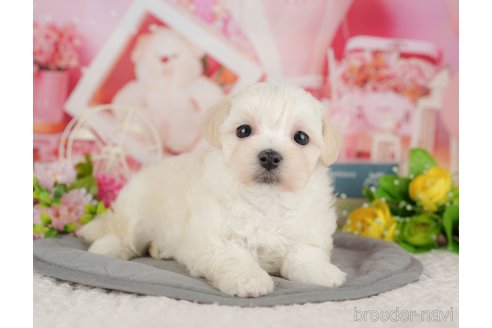 販売中の千葉県のミックス犬-391280の8枚目