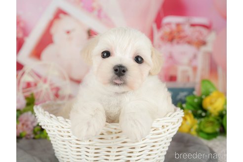 販売中の千葉県のミックス犬-391280の6枚目