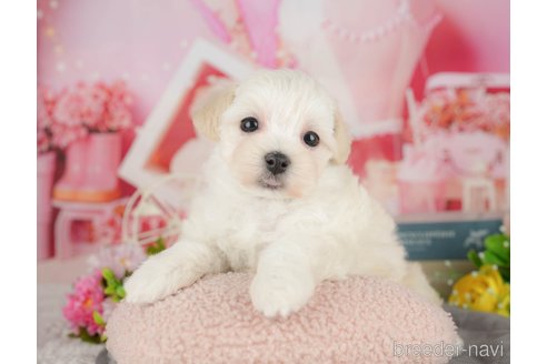 販売中の千葉県のミックス犬-391280の9枚目