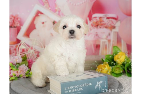販売中の千葉県のミックス犬-391280の4枚目