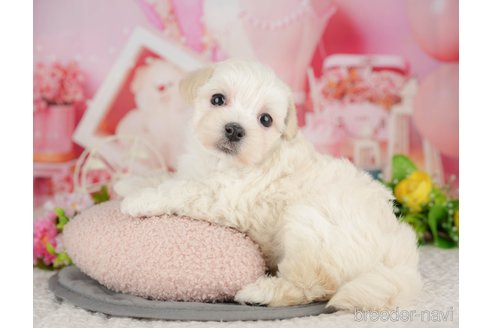 販売中の千葉県のミックス犬-391280の3枚目