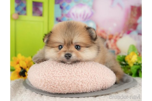 販売中の千葉県のポメラニアン-391276の1枚目