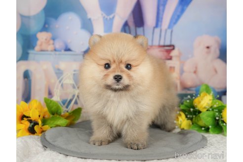 販売中の千葉県のポメラニアン-391270の1枚目