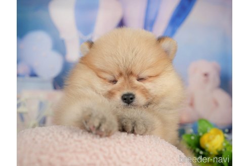 販売中の千葉県のポメラニアン-391270の3枚目