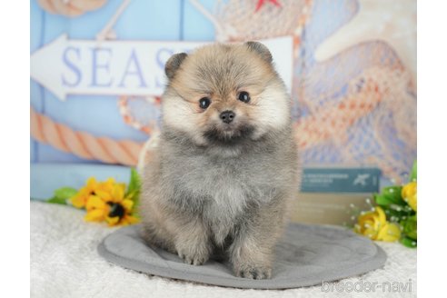 販売中の千葉県のポメラニアン-391268の7枚目