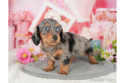 販売中の千葉県のミニチュアダックスフンド(ロングヘアード)-391260の4枚目