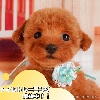 販売中の静岡県のタイニープードル-391204