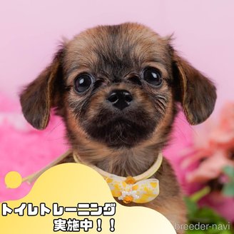 販売中の静岡県のチワックス:チワワ×ミニチュアダックスフンド-391212の1枚目