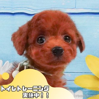 販売中の静岡県のトイプードル-391217の1枚目