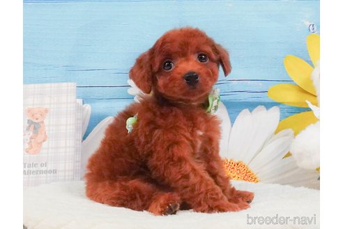 販売中の静岡県のトイプードル-391217の13枚目