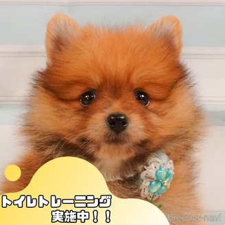 販売中の静岡県のポメラニアン-391224の1枚目