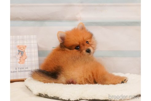 販売中の静岡県のポメラニアン-391224の12枚目