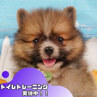 販売中の静岡県のポメラニアン-391231
