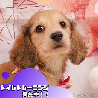 販売中の静岡県のミニチュアダックスフンド(ロングヘアード)-391237