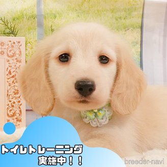 販売中の静岡県のミニチュアダックスフンド(ロングヘアード)-391238