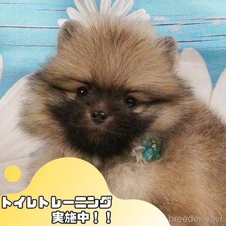 販売中の静岡県のポメラニアン-391239