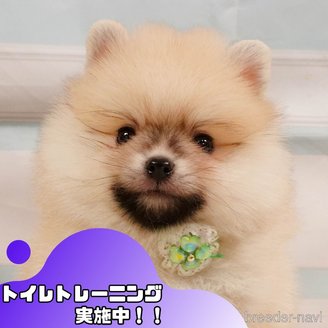 販売中の静岡県のポメラニアン-391240