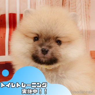 販売中の静岡県のポメラニアン-391241