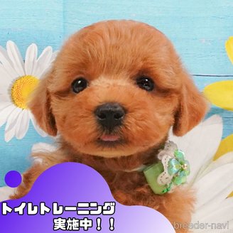 販売中の静岡県のトイプードル-391242の1枚目