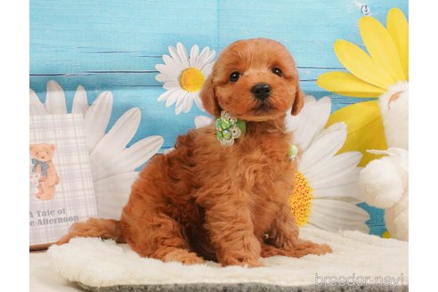 販売中の静岡県のトイプードル-391242の8枚目