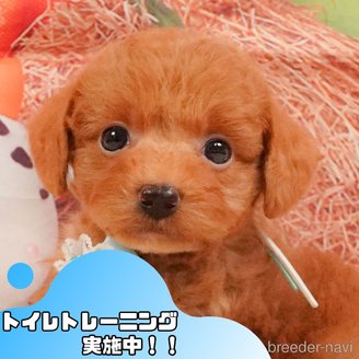 販売中の静岡県のトイプードル-391243