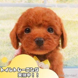 販売中の静岡県のトイプードル-391244