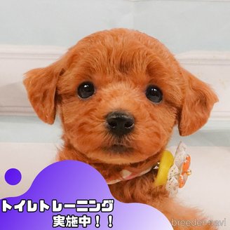 販売中の静岡県のトイプードル-391245