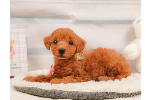 販売中の静岡県のトイプードル-391245の13枚目