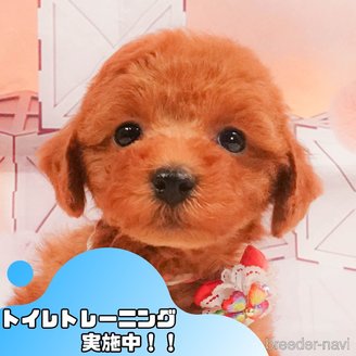 販売中の静岡県のトイプードル-391246