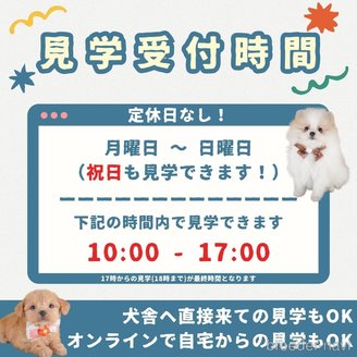 販売中の群馬県のポメプー:ポメラニアン×トイプードル-391235の12枚目