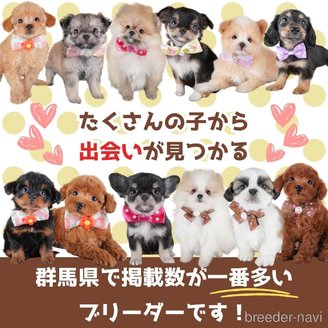 販売中の群馬県のポメプー:ポメラニアン×トイプードル-391235の13枚目