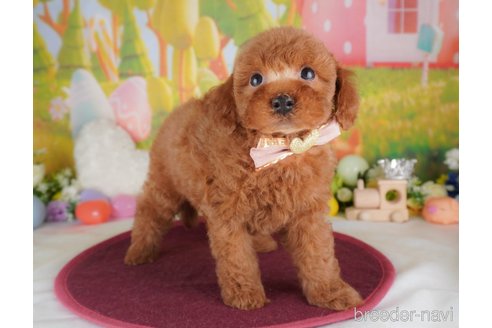 販売中の群馬県のトイプードル-391207の3枚目
