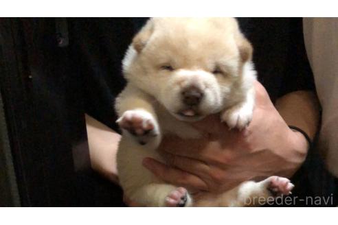 販売中の山口県の柴犬-388892の3枚目