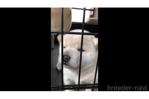 販売中の山口県の柴犬-388892の2枚目