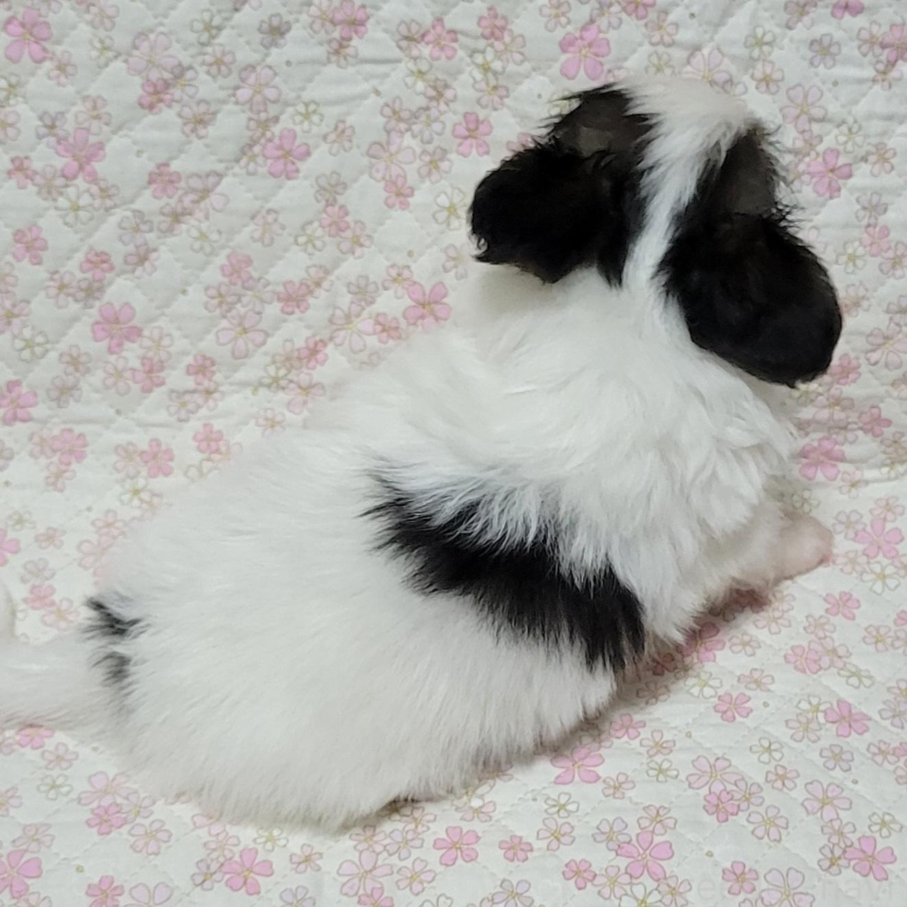販売中の埼玉県のパピヨン-390964の14枚目