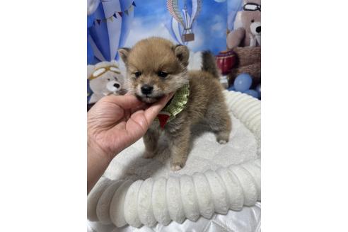 販売中の埼玉県のミックス犬-389693の2枚目