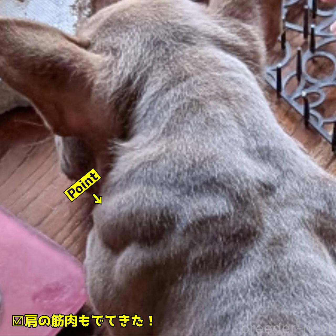 成約済の奈良県のエキゾチックブリー-388716の5枚目