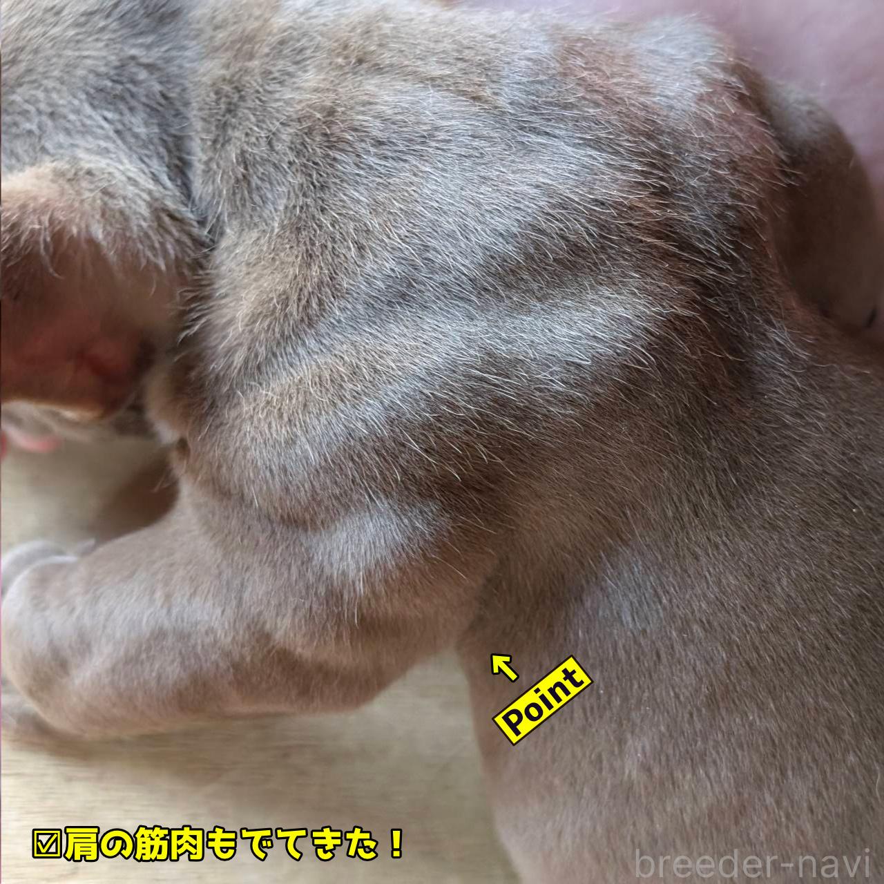 成約済の奈良県のエキゾチックブリー-388716の4枚目