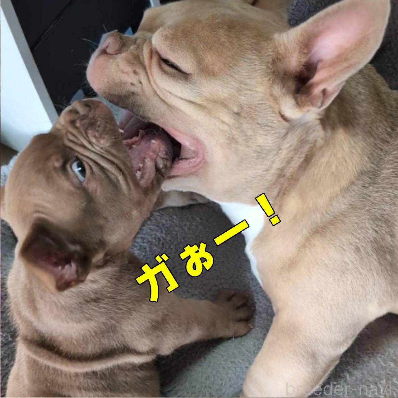成約済の奈良県のエキゾチックブリー-388716の3枚目