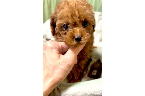 販売中の奈良県のタイニープードル-391214の20枚目