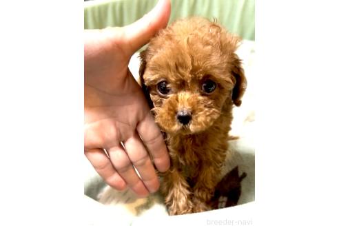 販売中の奈良県のタイニープードル-391214の19枚目