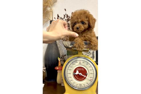 販売中の奈良県のタイニープードル-391214の14枚目