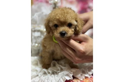 販売中の広島県のティーカッププードル-385414の10枚目