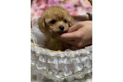 販売中の広島県のティーカッププードル-385414の9枚目