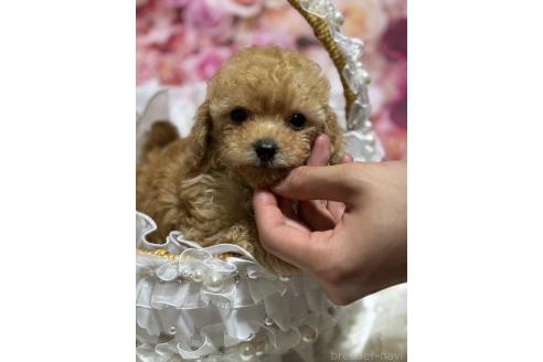 販売中の広島県のティーカッププードル-385414の8枚目