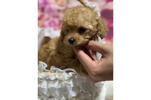 販売中の広島県のティーカッププードル-385414の7枚目